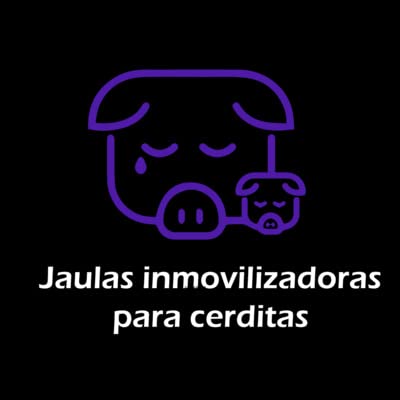 &iquest;Qu&eacute; son las jaulas inmovilizadoras para cerdas?