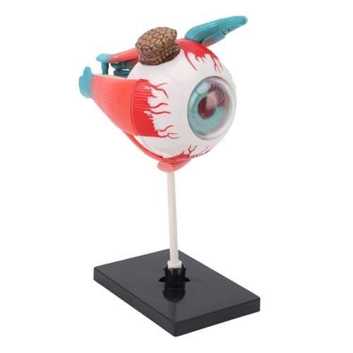 ZJchao Human Eye Anatomical Model with 16 Detachable Parts Education Display Science Teaching Eyeball Model for Education