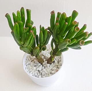 The Green Beach Live GOLLUM Jade Plant, | Finger Jade, Lucky plan...