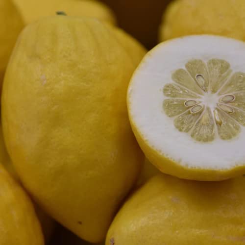 Live Etrog Citron Tree Plant - Citrus Medica Plant - 1-2 Inc Tall Plug Plant - No Ship Ca, Az, Tx, Al, Ga, Fl, Hi, Id, Or & Wa #TOP2