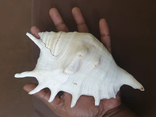 Festival Indian Panchmukhi Shankh Pure Natural Shell (3) by Indian Collectible