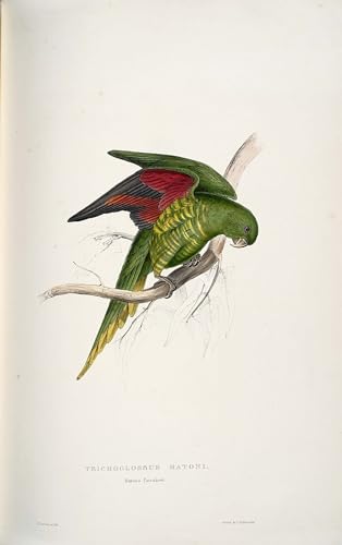 Póster de Edward Lear de 60 x 90 cm: lámina decorativa de Trichoglossus