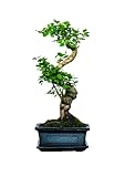 Bonsai Baum mit Keramik Blumentopf - Ligustrum - ca. 6 Jahre (25-35 cm Höhe, ca. 6 Jahre, Ligustrum P15 S)