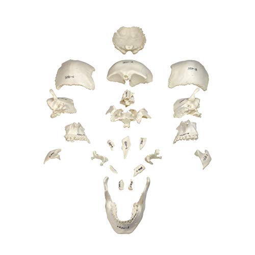 Image of Parco Scientific PB00157 22-Part Totally Disarticulated Plastic Skull