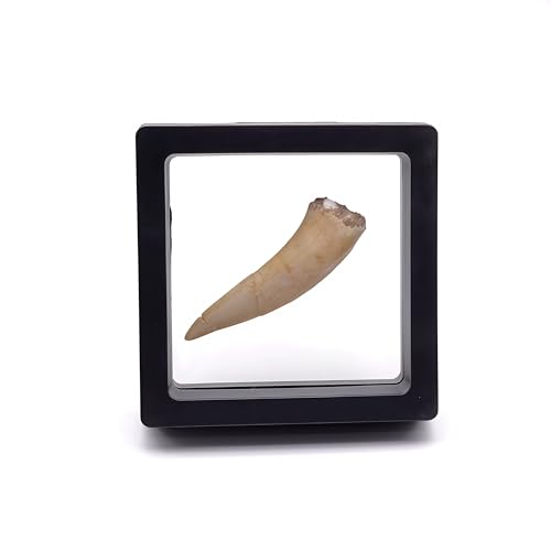 Image of Moroccan Marine Spear Toothed Fish Teeth, Shark Teeth Fossils, paleontological Fossils, Geological Science Popularization Teaching specimens(with Box)