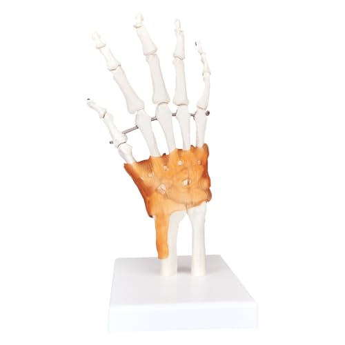 Image of Anatomical Hand Model Human Hand Joint Model with Ligaments, Flexible 1:1 Scientific Human Size, Prosthetic Hand for Teaching with Light Display Base, Suitable for Hospital Education