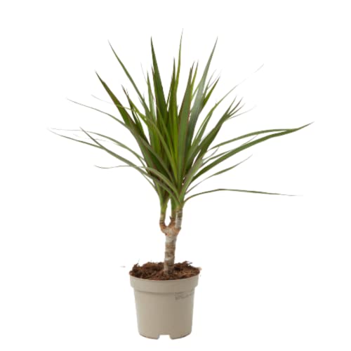Verdecora Dracena Marginata | Dracaena Marginata | Planta natural de interior | Gran adaptación a interiores y fácil de cuidar (Maceta Ø11cm)