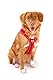 Belka Harness Adjustable Neck Red 3XL