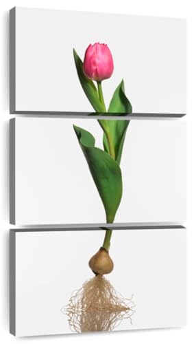 ElephantStock - Garden Tulip Bulb Wall Art - Vertical Multi