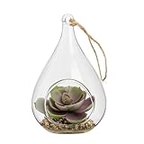Torre & Tagus Echeveria Teardrop Succulent in Hanging Glass Terrarium (Fake Plant Included), Faux Succulent Ornament in Air Plant Terrarium as Table Decor Plant Ornament in Small Plant Terrarium