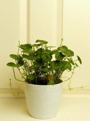 The Plant Store | Brahmi | Indian Pennywort | Centella asiatica | Balcony Plant