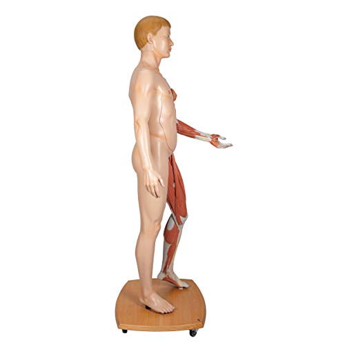Image of 3B Scientific B53 3B Scientific Life-Size Dual sex Europ. musc. fig. 39-part - 3B Smart Anatomy