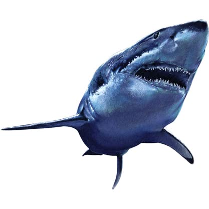 d7 gs UVH hH XebJ[ V[ COs X[cP[X 5982 Great 10