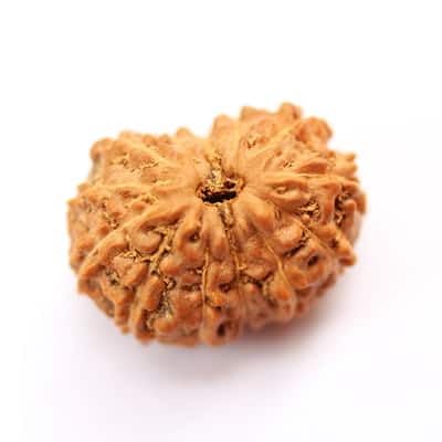 14 Mukhi Rudraksha Indonesia Approx 15mm | 14 Mukhi, Indonesia Origin-image-16