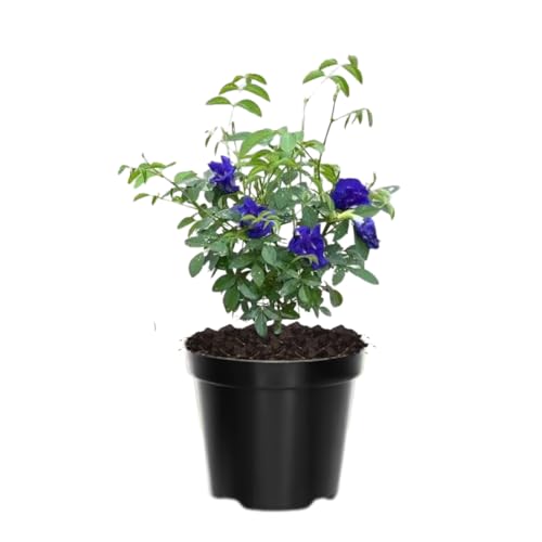 Butterfly Pea Plant Live, 6 to 10 Inc Tall Butterfly Flower Vine Plant Live Growing, 4 Inc Potted (Blue)