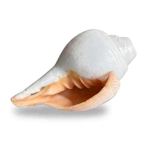 Image of Original Vamavarti Shankh for Pooja| Baynavarti Natural Conch for Puja, Temple, Home Decor, Mandir, Spiritual Use| Auspicious Loud Blowing Shankh for Vastu, Prosperity (12-15 cm)