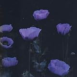 It's Raining, Everything Is Ok