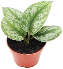 Silver Splash Pothos - 4" California Tropicals