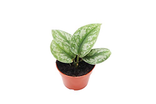 Silver Splash Pothos - 4' from California Tropicals