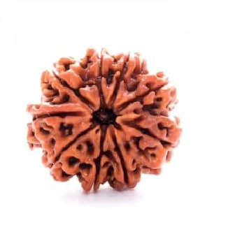 Venus Gems Gallery Hindu Religious 9 Mukhi Rudraksha Original Certified by IGL 9 Face Rudraksha Nine Mukhi Rudraksha with Silver Capping Nine Face Rudraksha Nav Mukhi Nau Mukhi Rudraksha for Everyone
