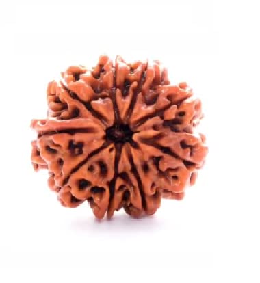 Venus Gems Gallery Nau Mukhi Rudraksha Original Certified 9 Face Rudraksha Nepali Rare Bead 9 Mukhi Rudraksha Nine Face Rudraksha In Silver Capping Nine Mukhi Rudraksha Nav Mukhi Naumukhi Rudraksha 9.