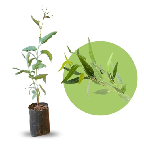 Muda de Eucalipto Citriodora Cheiroso