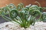 3 Albuca Spiralis Plant Seeds Green
