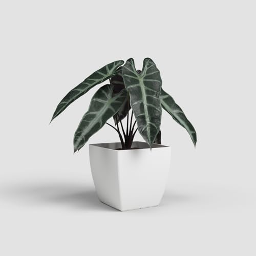 Artevasi Siena Pot, Quadratischer Blumentopf mit Matt-Finish, Kunststoff 100% recycelbar, 40cm, Farbe Weiß