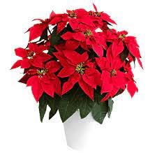 Fireball poinsettia live plant // Poinsettia plant (Pack of 1) (B0CNZZQ2MD) Amazon Price History, Amazon Price Tracker
