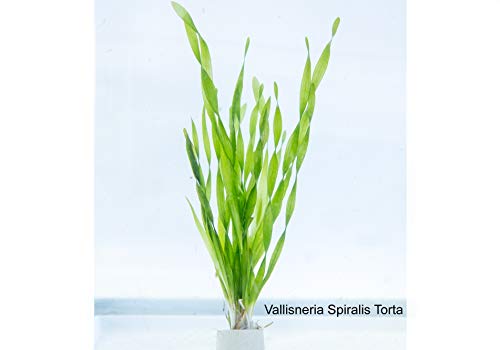 Lincspplant Mixed Tropical Live Aquarium Plants
