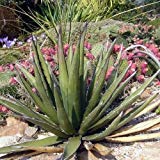 Espinilleras de Agave Semi Suculente (lechuguilla Agave) 20 + Semi (40+)