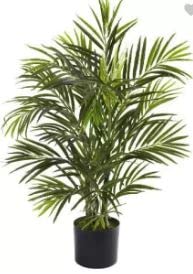 Nature Areca Palm Air Purifier Natural Live Plant (Areca Plam Plant 3) (B0B3RTYLCZ) Amazon Price History, Amazon Price Tracker
