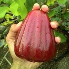 Dalhari Chamba Plant Thai Variety (Original Variety Pack Of-1) Healthy Plant With-1 Pot (B0CYSQVDFZ) Amazon Price History, Amazon Price Tracker