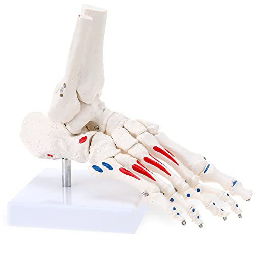 Image of RONTEN Life Size Flexible Foot Skeleton with Ankle Joint Model, Medical Anatomy Foot Skeleton Model Muscle Origins and insertions are Color-Coded(Right)