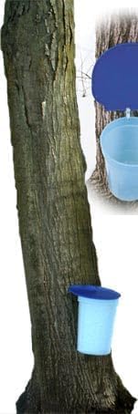 Image of Maple Syrup Tapping Kit, 2 Gallon Plastic Buckets, Bucket Lids, 5 /16 inch Tree Saver Spiles /Spouts (5)