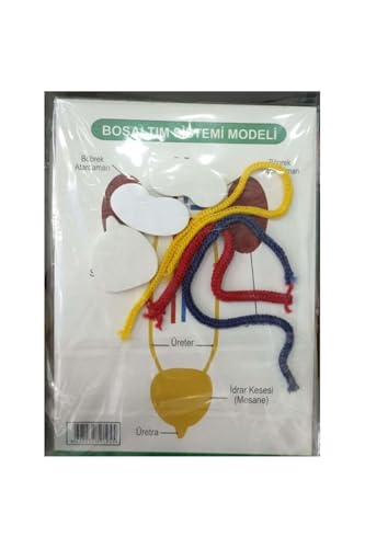 Boşaltım Sistemi Modeli, Çok Renkli
