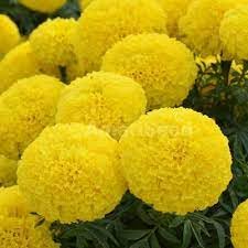 Biocarve Tagetes erecta nana Taishan F1 Yellow - Pack of 20 Seeds (B01AT42PAO) Amazon Price History, Amazon Price Tracker