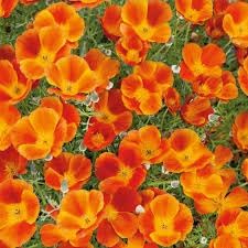 Californian Poppy Eschscholzia californica Mikado 2500 Seeds