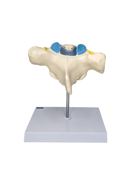 Axis Scientific Enlarged Thoracic Vertebra with Spinal Cord and Nerves - Perfect for Students, Teachers, Chiropractors, Physical Therapists, Patient Consultation - Includes Full Color Study Guide