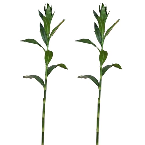 Shirfloral Ramas artificiales de bambú de la suerte, tallos de bambú sintético, plantas verdes tropicales para el hogar, sala de estar, mesa, oficina, jarrón, decoración, 2 piezas