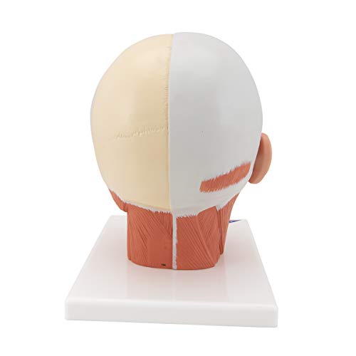 Image of 3B Scientific VB127 Head and Neck Musculature - 3B Smart Anatomy