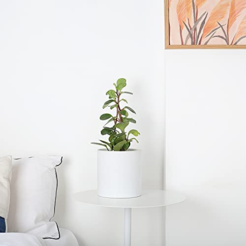 Pageqiu Planter Pots For Plant Indoor - Modern Ceramic Flower Planters With Drainage Hole For Home Office Decoration (White, 5.1 Inch) #TOP2