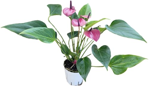 Anthurium Purple Andraeanum - Exquisite Indoor Plant with Long-Lasting Blooms and Lush Foliage & Glossy Purple Flowers - Easy-Care Indoor Plant - CA Seller - Air Purifying Plant (Small Plant, 4" Pot)