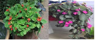Nandhanam 2 hanging plants combo -Episcia Plant Combo | Two Verity Of Episcia Plant.- 3 healthy Live eachPlant (B0BSCGX53N) Amazon Price History, Amazon Price Tracker
