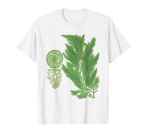 EncycloArt, Pianta Botanica Kelp, T-shirt Maglietta