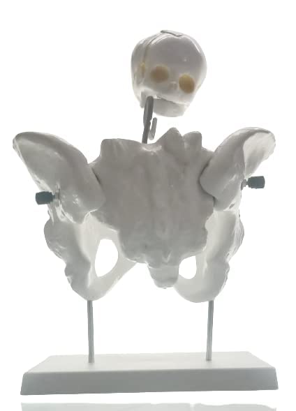 Navkar Systems Female Pelvis Model and Fetal Skull real Human Pelvis Skeleton Anatomically Correct Life Size Model