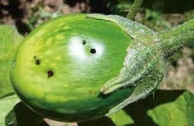 Brinjal Lure (Leucinodes orbonalis pheromone Lure) for Brinjal Fruit and Shoot Borer Crop Pack of 20