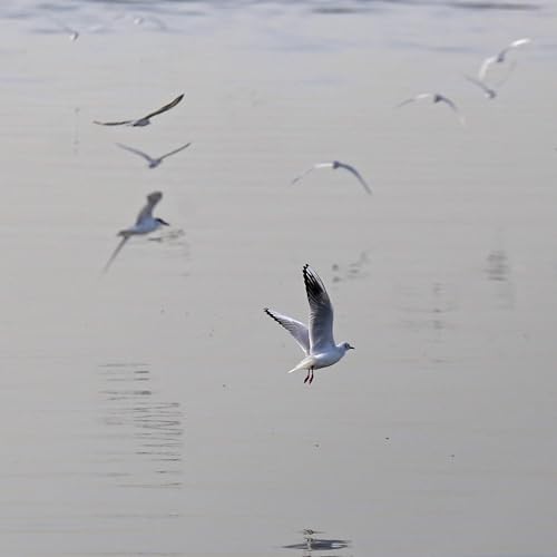 Evolutionary Biologist Scott Taylor And Birds