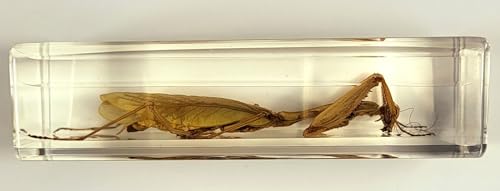 Image of 4.3 inch Real Praying Mantis in Crystal Clear Lucite Resin Crafts Specimen Real Preserved Various Animal Insect Bug Taxidermy Collection for Biology Science Education & Desk Ornament Display
