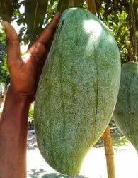 4kg Mango, Amba",King of fruits" Pine Apple flavored Grafted Healthy Live Plant Height 1-2 Feets, (Hybrid, Pack of 1)